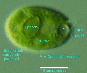 Γένος Chlamydomonas Κινούμενα