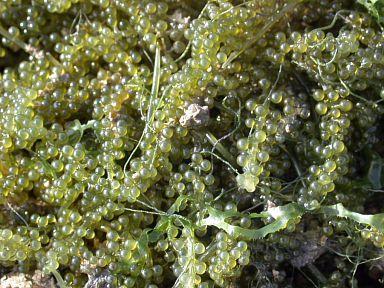 Γένος Caulerpa Σιφωνοειδές θαλάσσιο φύκος Είδη Caulerpa lentilifera και C.