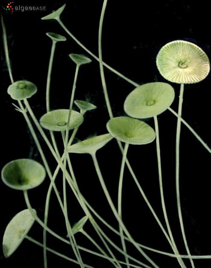 Acetabularia Θαλλός