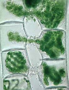 Spirogyra