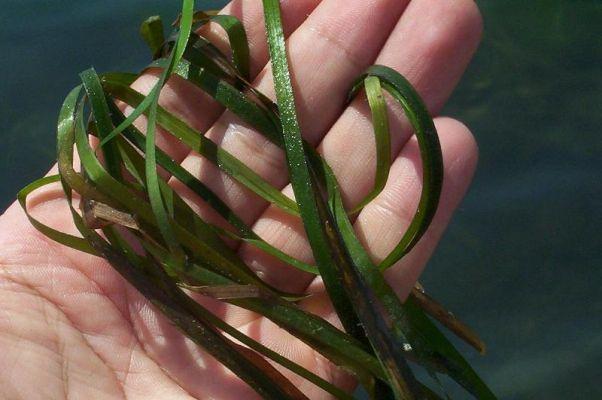 Posidonia