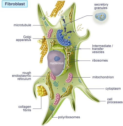 α) Ινοβλάστες Οι πρώτες καλλιέργειες αιμοποιητικών κυττάρων in vitro είχαν ως θρεπτικό υπόστρωμα τους ινοβλάστες.