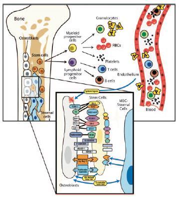 Εικόνα Γ29: Μοντέλο υποστήριξης των αρχέγονων αιμοποιητικών κυττάρων από τους οστεοβλάστες και μοντέλο παραγόντων που παράγονται από τους οστεοβλάστες και επηρεάζουν τα αρχέγονα αιμοποιητικά κύτταρα