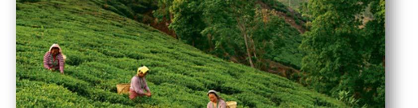 Μια πόλη στα 2000 μέτρα περίπου υψόμετρο που από τα τέλη του 19ου αιώνα το όνομά του ταυτίστηκε με το τσάι!