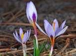 Endemic plants of Cyprus Crocus Cyprius This plant is considered to be at risk because its populations are scarce.