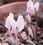 Κυκλάμινο το κυπριακό (Cyclamen Cyprium) Το λουλούδι αυτό ανθίζει από το Σεπτέμβριο μέχρι τον Ιανουάριο) σε υγρές σκιερές θέσεις κάτω από δέντρα, θάμνους ή και σε σχισμές