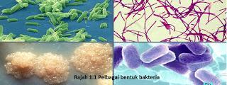 1.6.2 Mikroorganisma Kebiasaannya mikroorganisma dikaitkan dengan penyebab penyakit tetapi hakikatnya terdapat banyak mikroorganisma yang memberi manfaat kepada manusia.