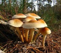 1.6.2.4 Fungi Fungi adalah yang paling besar antara keempat-empat mikroorganisma. Fungi hidup di dalam tanah, pada sampah-sarap, di atas organisma lain dan juga pada makanan kita.