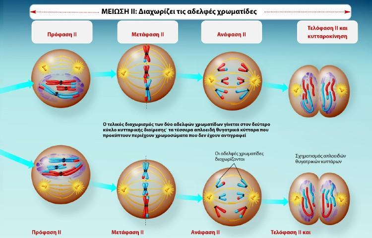 Μείωση ΙΙ (διαχωρισμός αδελφών χρωματίδων)