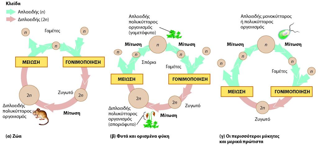 Τύποι φυλετικού βιολογικού κύκλου Μίτωση μπορεί να συμβεί τόσο στα