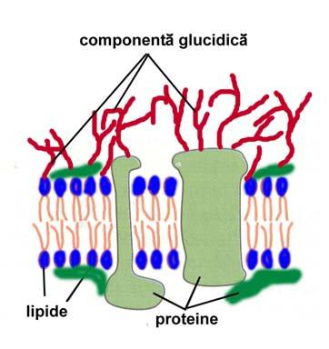 Imagini de mozaic       Funcţiile