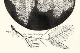 Un pic de istorie Cuvântul celulă din latinescul cella / cellula cămăruţă; introdus de Robert Hooke, în 1665, ca urmare a examinării la microscop a structurii lemnului de plută Teoria celulară asupra