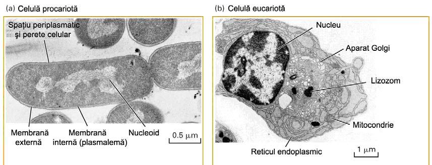 Comparaţie procariote vs.