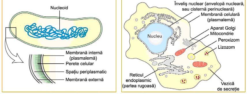 schematică, prin desen Organizarea cursurilor Introducere în biologia celulară.