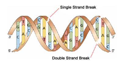 SIR2 Εντοπίζεται στον πυρήνα Επιδιορθώνει τη σπασμένη διπλή έλικα του DNA