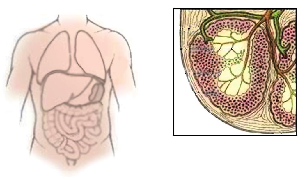 48 IMUNOLOGIJOS IR IMUNOTECHNOLOGIJOS PAGRINDAI Vena Arterija Baltoji pulpa Raudonoji pulpa Blužnis Kapsulė 10 pav. Blužnis ir jos struktūra T ląstelėms.