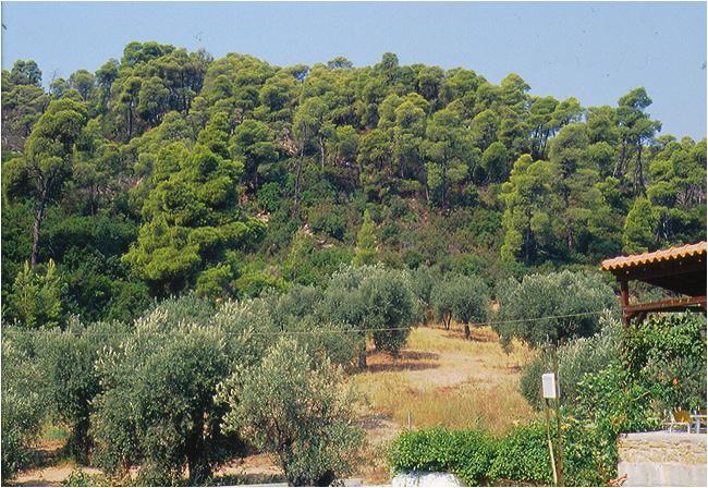 Πρακτικές Δασικής Διακυβέρνησης για Αειφορική Δασική Διαχείριση στην Ελλάδα Βασιλική Καζάνα,