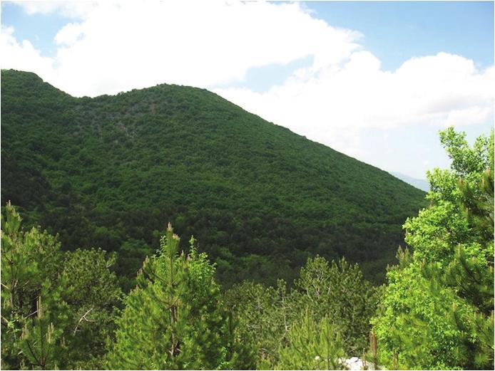 Δασική Διακυβέρνηση & Αειφορική Διαχείριση Δασών Τις τελευταίες δεκαετίες έχουν αναδειχθεί πολλά θέματα δασικής διακυβέρνησης τόσο θετικά όσο και αρνητικά αναφορικά με τη δασική πρακτική σε τοπικό,