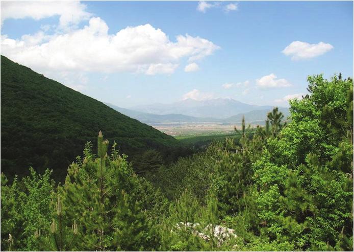 20 Δημόσιο δάσος δυτικής &
