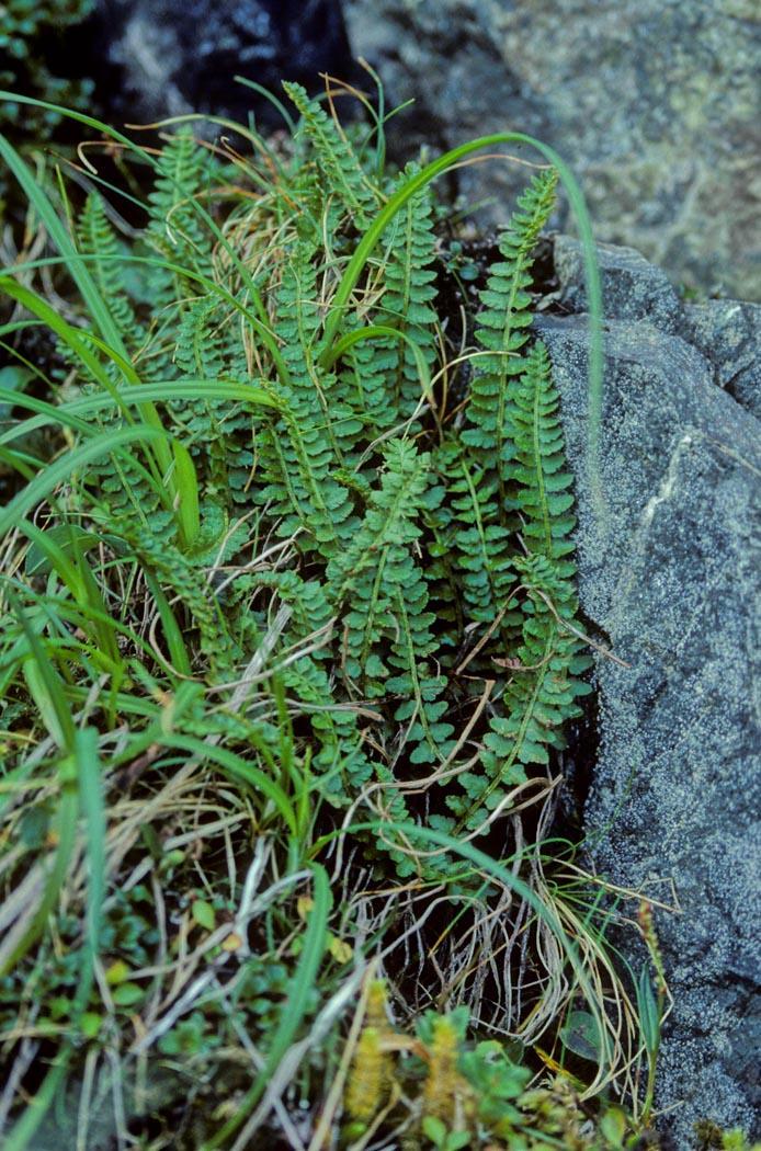 Pteridophyta Φτέρες Ένα ποσοστό 16% απειλείται (CR, EN, VU) και ένα ποσοστό 6% σχεδόν