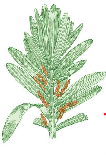 Cycadinae 3. Bennettitinae 4. Gingkoinae 5.