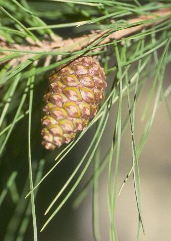 Coniferae