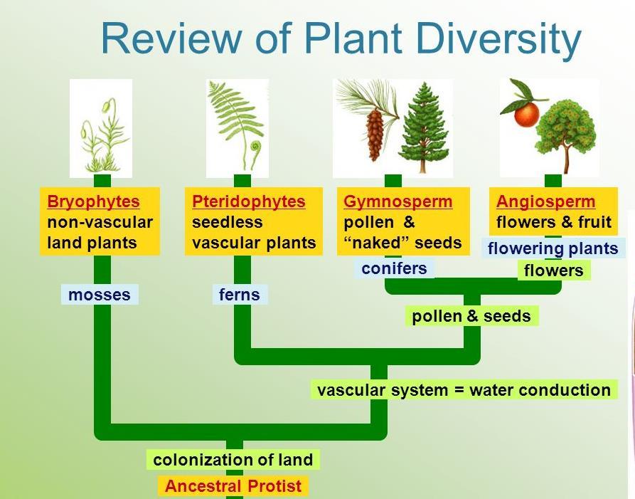 ΕΞΕΛΙΞΗ ΚΑΙ ΠΟΙΚΙΛΟΤΗΤΑ ΤΩΝ ΦΥΤΩΝ Βρυόφυτα Φυτά της ξηράς χωρίς αγγεία Βρύα 475 mya
