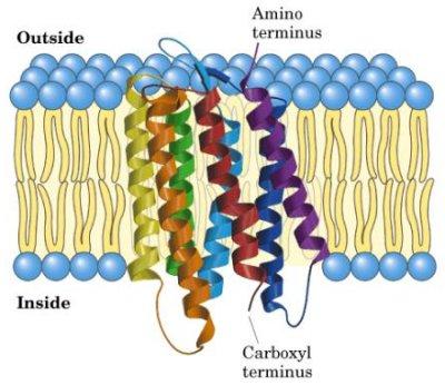 Transmembranski protein tipa III bakteriorodopsina Bakteriorodopsin izhaja iz bakterije H.