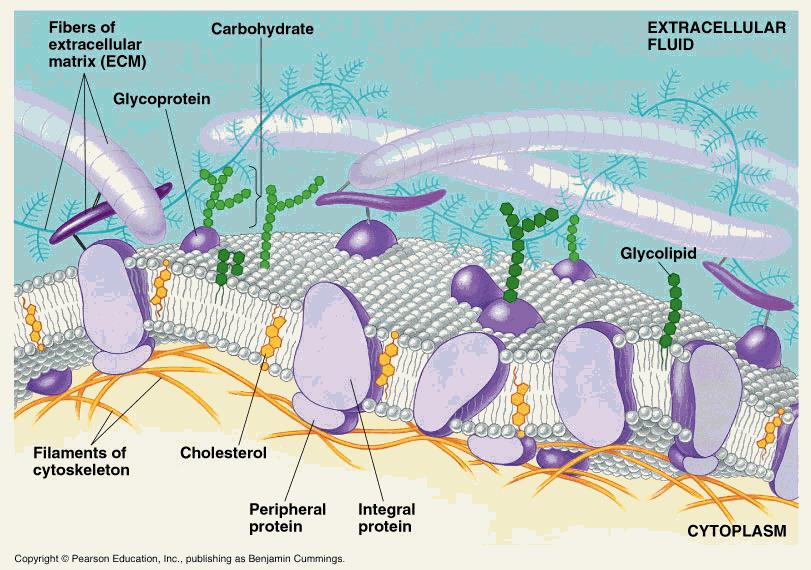 Biološke membrane in transport -Sestava in struktura membrane -Dinamika membrane - Transport čez membrano transmembranski proteini Model