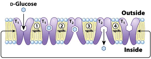 Prenos glukoze v eritrocitu olajšana difuzija čez GLUT1 Transporterji glukoze so prisotni v različnih tkivih (GLUT1, GLUT2, etc.
