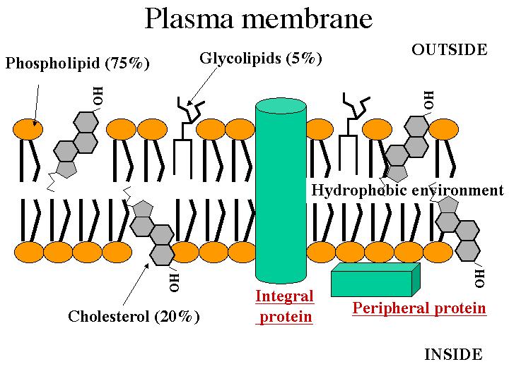 Vsako kraljestvo, vrsta, tkivo, tip celic in organel ima v membranah značilen set lipidov in proteinov Plazemska membrana proteini fosfolipidi steroli vrsta sterola Člov. mielin.