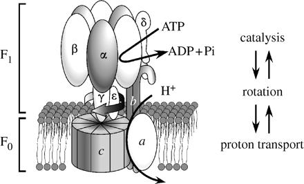 Protonska ATP sintaza tipa F je vrtljivi 2-delni nano-motor Motor F 0 poganjajo električne sile.