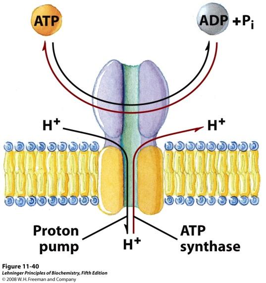 Matrix N stran (-) Medmembranski prostor P stran (+) Lehninger, 2008 Vrtljive protonske in natrijeve ATPaze so reverzibilni