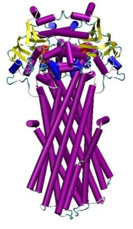 ABC prenašalci uporabljajo ATP za prenos cele vrst molekul ABC transporterji (ATP Binding Cassette transporters) velika družina črpalk, črpajo iz celic: aminokisline, peptide, proteine,