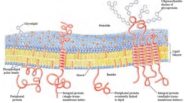 Membranski proteini -Integralni (lahko jih odstranimo le z detergenti) -Periferni (pridruženi membrani preko elektrostatksih interakcij) -Amfitropični (so lahko v membrani ali pa v citosolu)