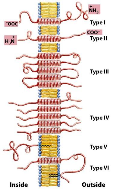 Vrste integralnih membranski proteinov Transmembranske regije so alfa vijačnica ali beta sodček; hidrofobne interakcije z membranskimi lipidi Ena regija čez membrano (glikoforin, tip I) Več regij čez