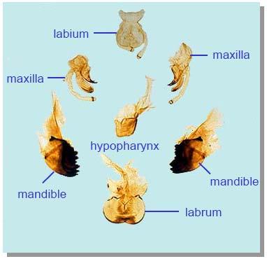 Υποφάρυγγας (Hypopharynx) Λοβός στη στοματική κοιλότητα