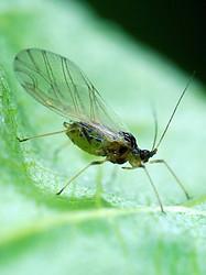 Hemiptera * Labium: