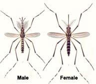 Culex Aedes Κεραίες θυσσανώδεις, γναθ.