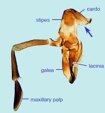 Ζεύγος κάτω γνάθων (maxilla -e) Στροφέας (cardo) Στίπος (stipes) Γναθικές