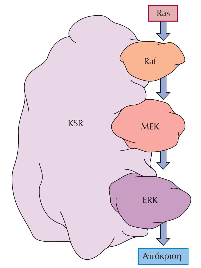 Οργάνωση των στοιχείων του σηματοδοτικού μονοπατιού της κινάσης ERK από μια πρωτεΐνη-σκαλωσιά. Η πρωτεΐνη-σκαλωσιά KSR λειτουργεί ως πλατφόρμα στην οποία προσδένονται οι κινάσες Raf, MEK και ERK.