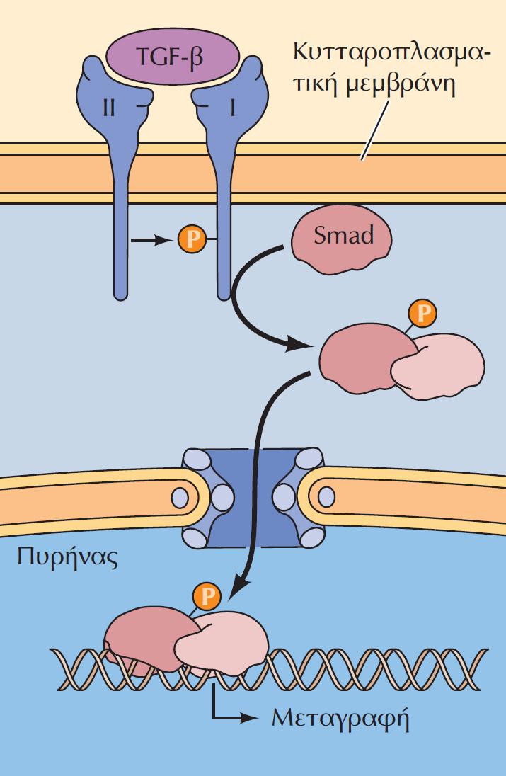 Σηματοδότηση από υποδοχείς του TGF-β: Οι υποδοχείς του TGF-β είναι ετεροδιμερή των πολυπεπτιδίων τύπου I και τύπου II.