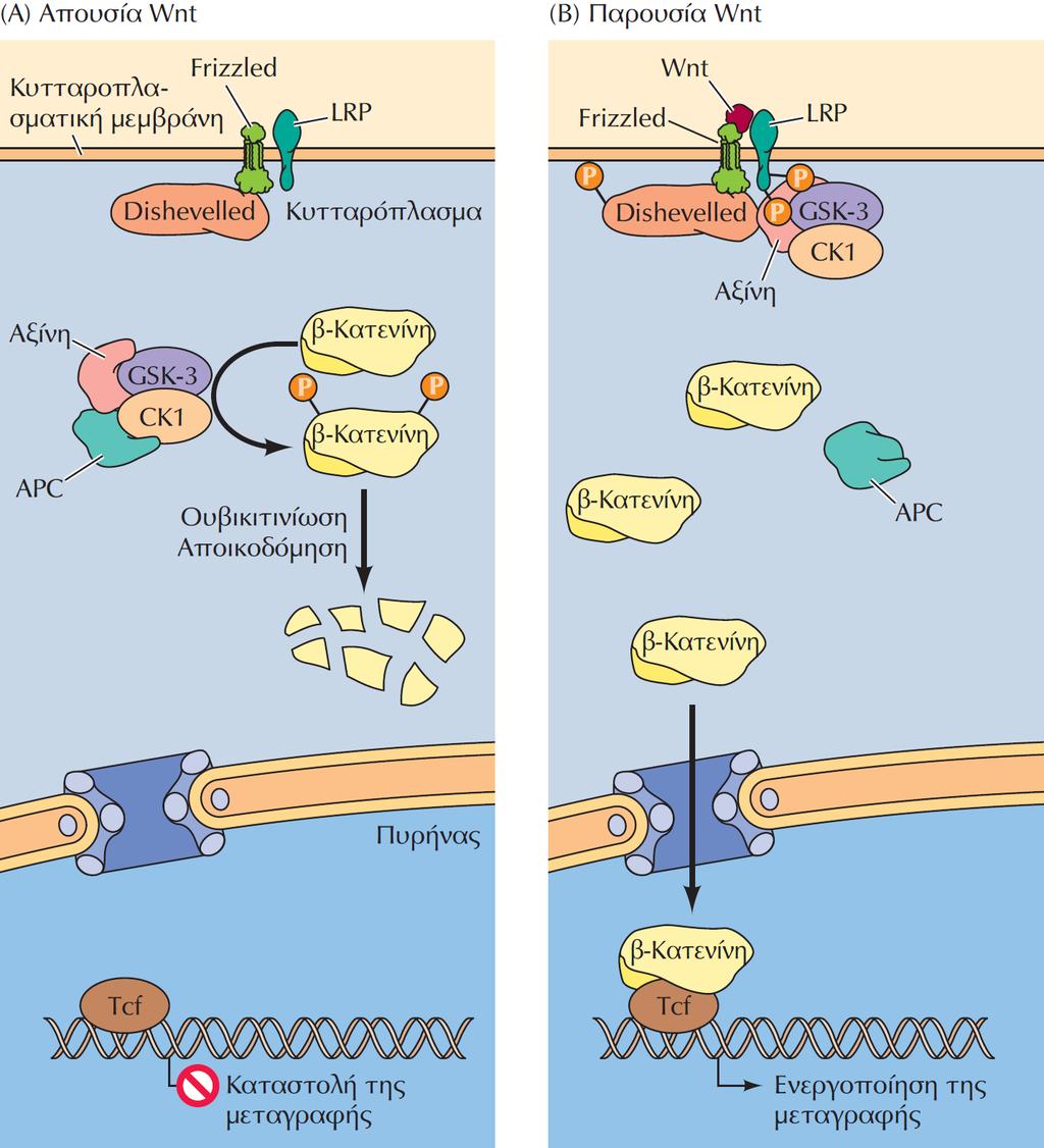 Το σηματοδοτικό μονοπάτι Wnt Απουσία πολυπεπτιδίων Wnt, η β-κατενίνη φωσφορυλιώνεται από ένα σύμπλοκο της κινάσης της καζεΐνης 1 (CK1) και της GSK-3 με τις πρωτεΐνες αξίνη και APC, με αποτέλεσμα να