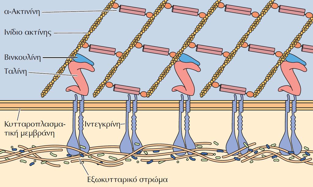 Πρόσδεση των ινιδίων απόκρισης σε μηχανικό στρες στις εστιακές προσφύσεις. Εστιακές προσφύσεις σχηματίζονται μέσω της πρόσδεσης ιντεγκρινών σε πρωτεΐνες του εξωκυτταρικού στρώματος.