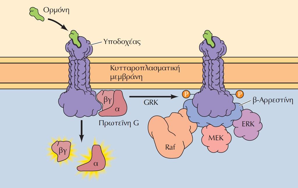 Διασύνδεση ενός μονοπατιού υποδοχέων συνδεδεμένων με πρωτεΐνες G με το σηματοδοτικό μονοπάτι της κινάσης ERK.