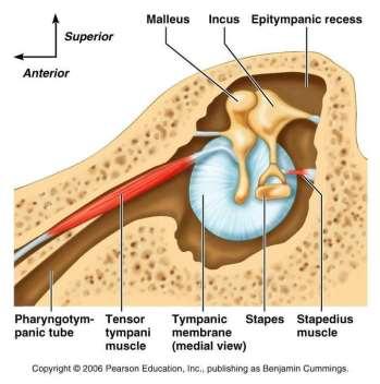 Μετάδοση του ήχου στο μέσο ους Η ποσότητα της ενέργειας η οποία μεταδίδεται στο μέσο αυτί μπορεί να μειωθεί με τη συστολή δύο μικρών σκελετικών μυών: του τείνοντος το τύμπανο του μυός του αναβολέα