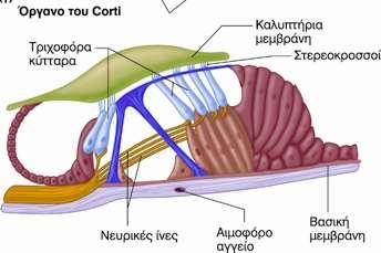 Όργανο