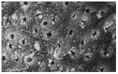 Small-grained dentine in the border of the crater with some dentine chips.