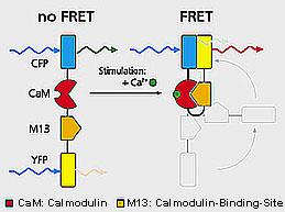 Fluorescence resonance