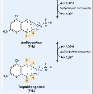 Αναγωγή του φολικού σε τετραυδροφολικό (FH 4 ) Φολικό Στα εντερικά κύτταρα το φολικό µετατρέπεται σε Ν 5 -µεθυλο-fh 4 και µε